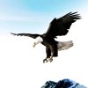 雄鹰的头像