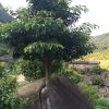 陈，知足者常乐的头像