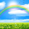 彩虹的头像