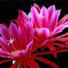 昙花一现的头像