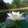 芳姐的头像