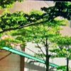  仙人掌的头像