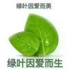 叶子的头像