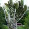 仙人掌的头像