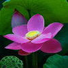 花儿的头像