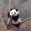 阿良的头像