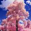 蓝天白云的头像