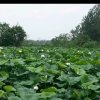 勤劳的蜜蜂(忙，退出))的头像