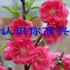 梦柔的头像
