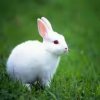 兔兔的头像