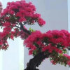 琴的头像