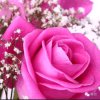 玫瑰的头像
