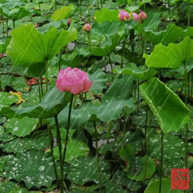 演唱歌手风雨前程的头像