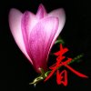 春意盎然的头像