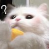 姐姐的头像