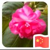 青柠檬的头像