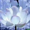 梅花三弄的头像