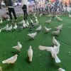 虾仔的头像