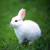 ♛群星:小白兔的头像