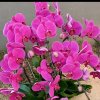 心静如水茉莉之音的头像