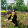 杨柳依依的头像
