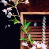 情缘心愿《暂退》的头像