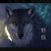 野狼的头像