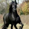 黑骏马的头像