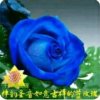 禅韵如意吉祥的蓝玫瑰的头像