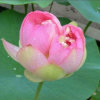 羊羊的头像