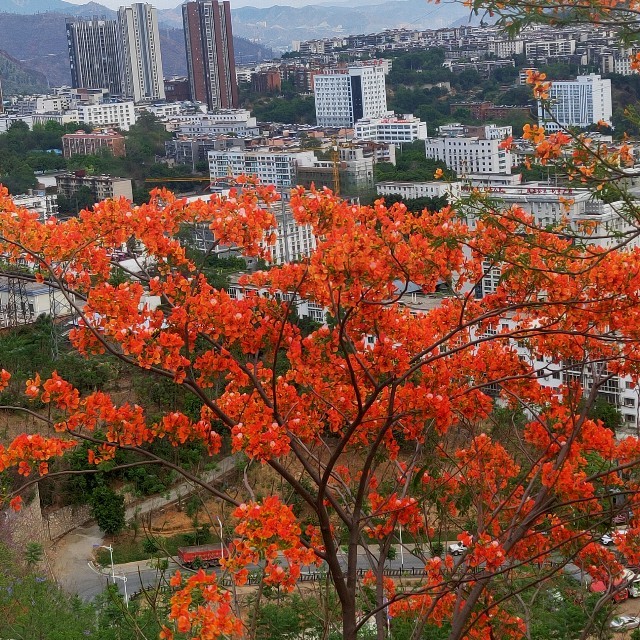 儿行千里妈牵挂(热度:101)由心静如水翻唱，原唱歌手倪尔萍