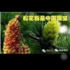 杜国芝的头像