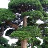 盛夏嫣然的头像