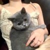 七鹤夫人的头像