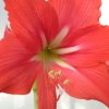 芙蓉的头像
