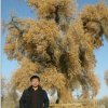 绿茶（cxp）的头像
