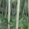 晶(小号专送花，不发歌)的头像