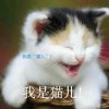 猫儿（帆姐~百变歌王）的头像