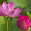 荷花的头像