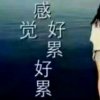 伤心的玫瑰的头像