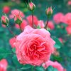 花儿的头像