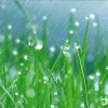 .春天的雨的头像