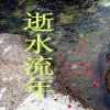 逝水流年的头像