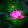 宝妈的头像