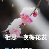 冰雪寒梅的头像