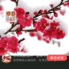 右右阿嬷的头像