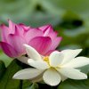 春暖花开的头像