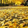 秋天的落叶的头像