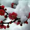 雪映芳菲（小号）退出的头像