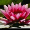 莲花。的头像
